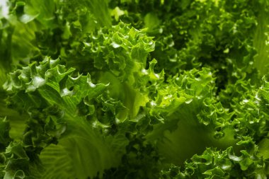 Biraz taze marul yaprağı dokusu. Yeşil ve taze marul yaprakları arka planda.