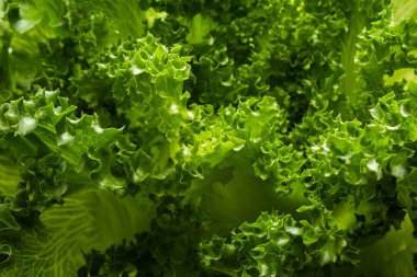 Biraz taze marul yaprağı dokusu. Yeşil ve taze marul yaprakları arka planda.