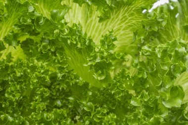 Biraz taze marul yaprağı dokusu. Yeşil ve taze marul yaprakları arka planda.