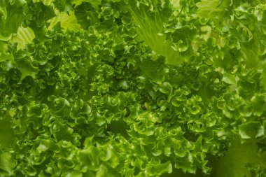 Biraz taze marul yaprağı dokusu. Yeşil ve taze marul yaprakları arka planda.