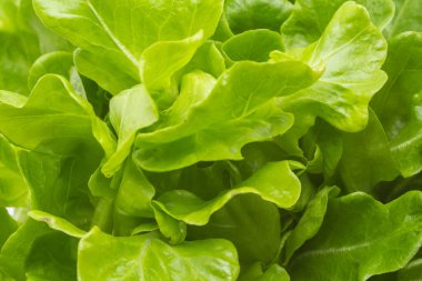 Biraz taze marul yaprağı dokusu. Yeşil ve taze marul yaprakları arka planda.