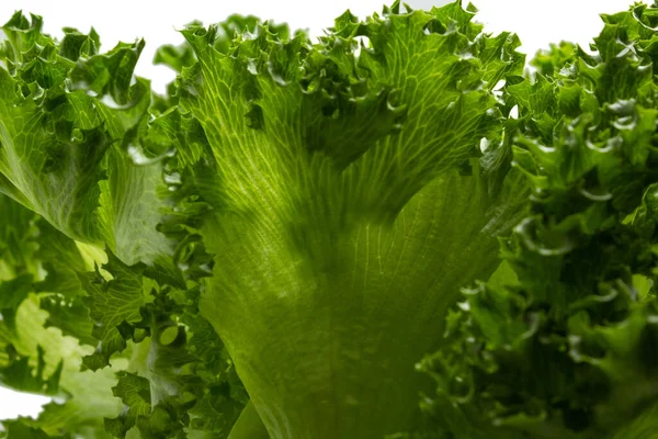 Acercarse Algunas Hojas Lechuga Verde Fresca Con Fondo Blanco — Foto de Stock