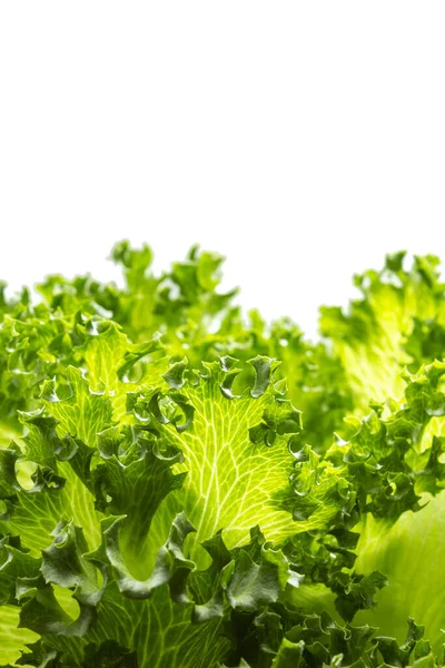 Some Fresh Lettuce Leaves White Background Space Text Stock Image