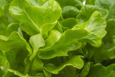 Biraz taze marul yaprağı dokusu. Yeşil ve taze marul yaprakları arka planda.