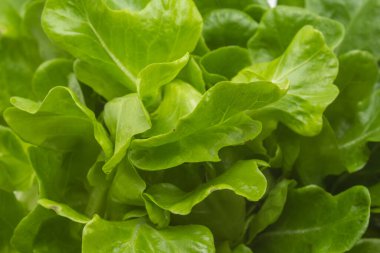 Biraz taze marul yaprağı dokusu. Yeşil ve taze marul yaprakları arka planda.