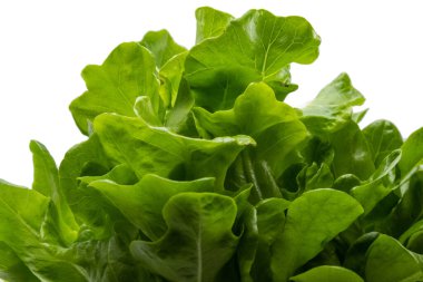 Beyaz arka planı olan taze yeşil marul yapraklarına yakın durun..