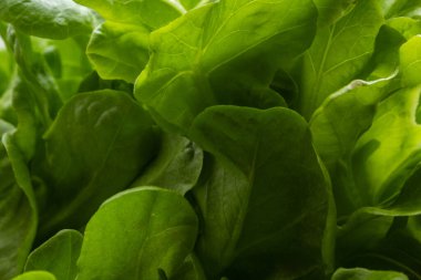 Biraz taze marul yaprağı dokusu. Yeşil ve taze marul yaprakları arka planda.