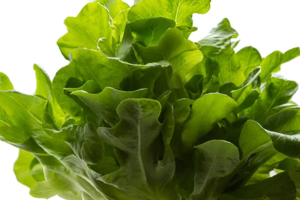 Close Some Fresh Green Lettuce Leaves White Background — Stock Photo, Image