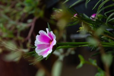 Saksıda yaprakları olan açık bir çiçek. Portekiz ihtişamı.