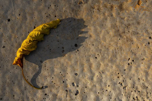 Una Hoja Amarillenta Suelo Iluminación Tarde —  Fotos de Stock