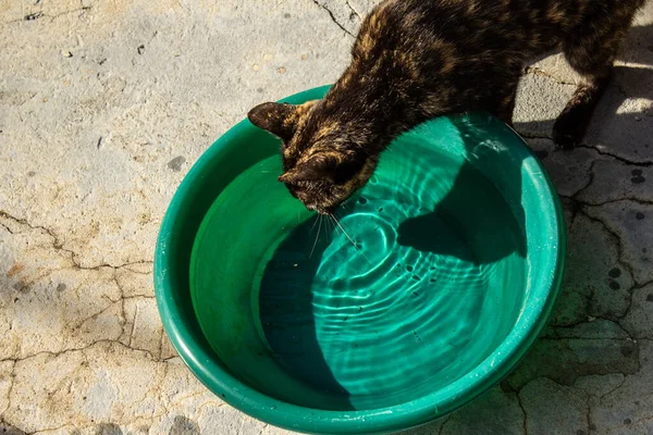 Μια Ανέμελη Γάτα Πίνει Νερό Από Ένα Πράσινο Πλαστικό Μπολ — Φωτογραφία Αρχείου