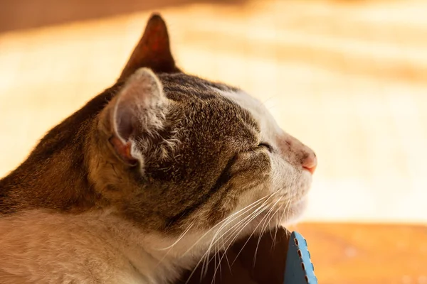 Närbild Ansiktet Katt Som Sover Pappkartong — Stockfoto
