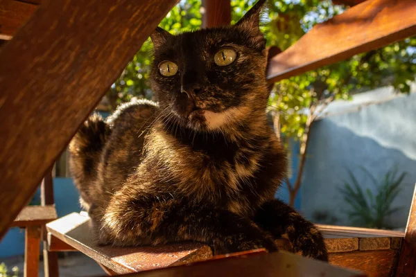 Eine Katze Liegt Auf Einem Holzstuhl Fotografiert Unter Dem Tisch — Stockfoto
