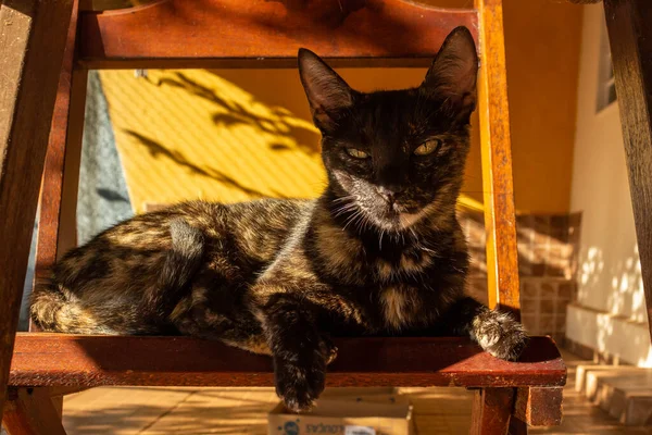 Carey Katt Liggande Trästol Fotograferad Bordet — Stockfoto