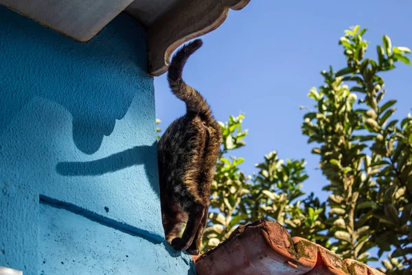 Cauda Gato Que Está Costas Andando Sobre Parede — Fotografia de Stock