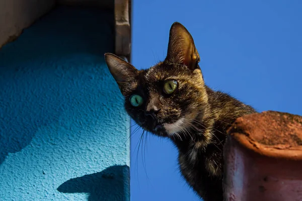 Πρόσωπο Γάτας Που Είναι Στον Τοίχο Ενός Σπιτιού Μπλε Ουρανό — Φωτογραφία Αρχείου
