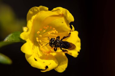 Küçük bir arı, sarı bir çiçekle beslenip nektar topluyor..