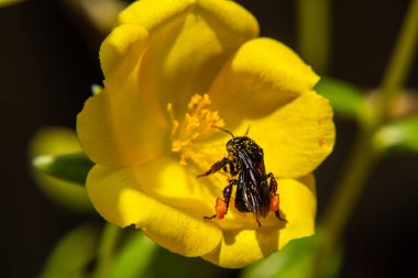 Küçük bir arı, sarı bir çiçekle beslenip nektar topluyor..