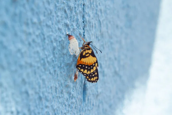 Uma Borboleta Recém Nascida Lado Casulo Vazio Numa Parede Azul — Fotografia de Stock