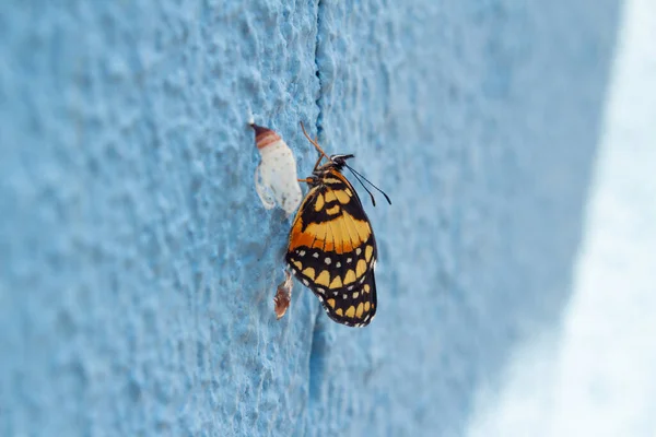 Uma Borboleta Recém Nascida Lado Casulo Vazio Numa Parede Azul — Fotografia de Stock