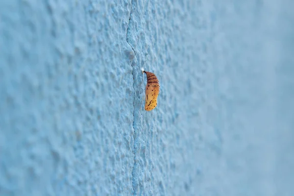 Cocoon Completing Its Morph Cycle Hanging Blue Wall — Stock Photo, Image