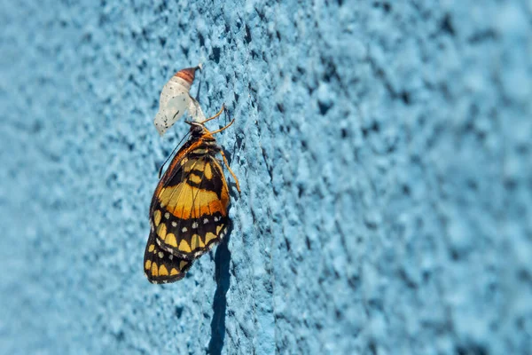 Uma Borboleta Recém Nascida Lado Casulo Vazio Numa Parede Azul — Fotografia de Stock