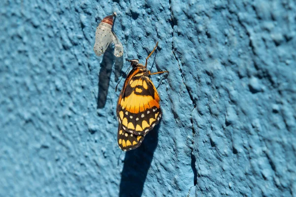 Papillon Nouveau Côté Son Cocon Vide Sur Mur Bleu — Photo