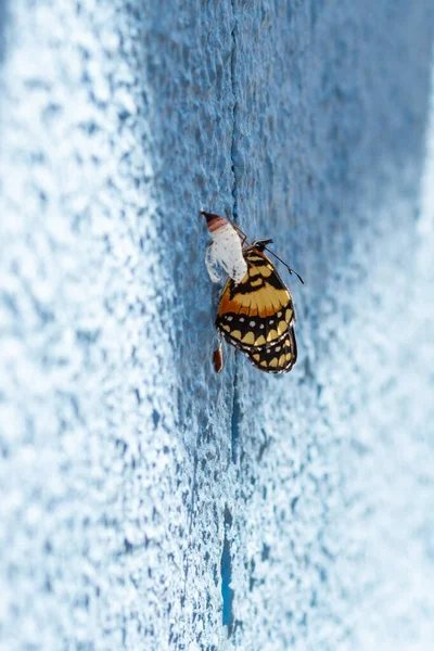 Uma Borboleta Recém Nascida Lado Casulo Vazio Numa Parede Azul — Fotografia de Stock