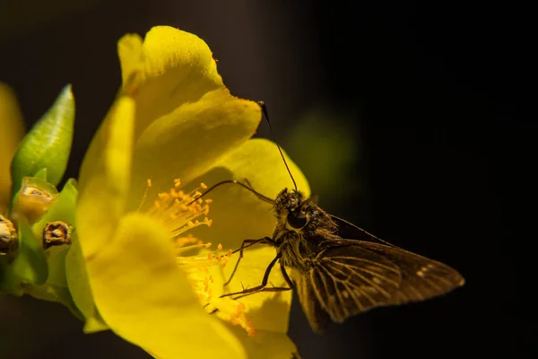 Una Pequeña Mariposa Alimentando Recogiendo Néctar Una Flor Amarilla —  Fotos de Stock