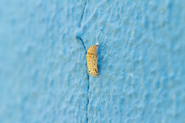 Sebuah Kepompong Melengkapi Siklus Morfinya Tergantung Dari Dinding Biru — Stok Foto