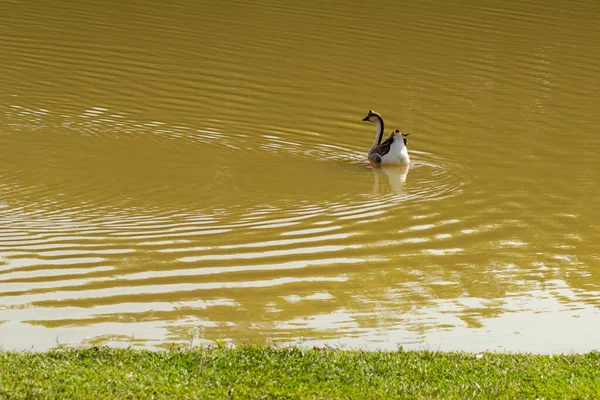 Anser Cygnoides Goose Swimming Water Lake — Stock Photo, Image