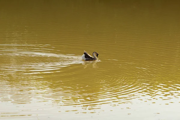 Anser Cygnoides Ganso Nadando Agua Lago —  Fotos de Stock