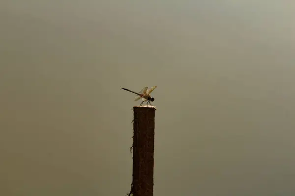 Vážka Seděla Vyhřívala Slunci Klacku Rozmazaným Pozadím — Stock fotografie