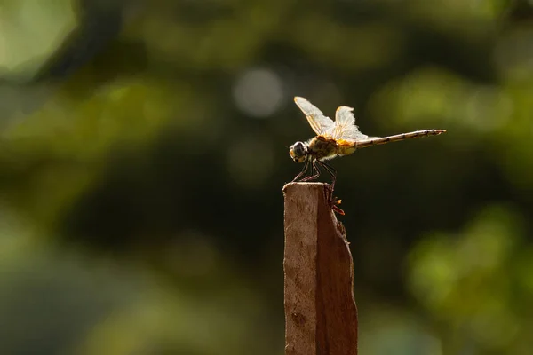 Una Libélula Posada Tomando Sol Sobre Palo Con Fondo Borroso —  Fotos de Stock