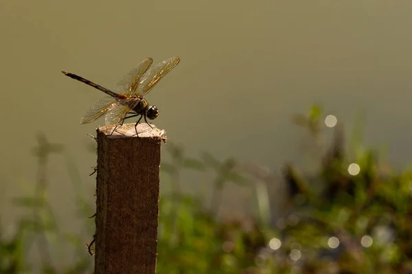 Dragonfly Perched Basking Sun Stick Blurred Background — Stock Photo, Image