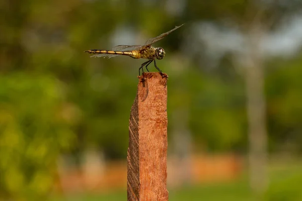 Una Libélula Posada Tomando Sol Sobre Palo Con Fondo Borroso —  Fotos de Stock