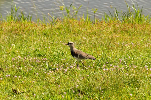Vanellus Chilensis Ein Vogel Auf Dem Rasen Eines Parks Der — Stockfoto