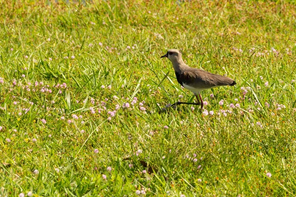 Vanellus Chilensis Bird Walking Lawn Park City Goiania — Foto de Stock