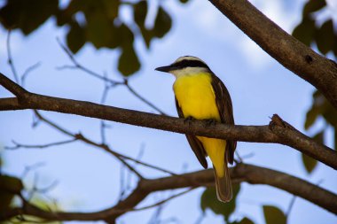 Yapraklı bir ağacın dalına tünemiş bir kuş. Pitangus sülfür.