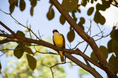 Yapraklı bir ağacın dalına tünemiş bir kuş. Pitangus sülfür.