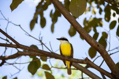 Yapraklı bir ağacın dalına tünemiş bir kuş. Pitangus sülfür.