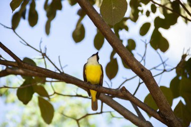 Yapraklı bir ağacın dalına tünemiş bir kuş. Pitangus sülfür.