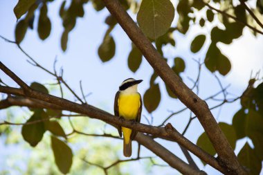 Yapraklı bir ağacın dalına tünemiş bir kuş. Pitangus sülfür.