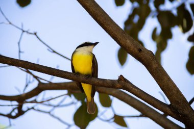 Yapraklı bir ağacın dalına tünemiş bir kuş. Pitangus sülfür.