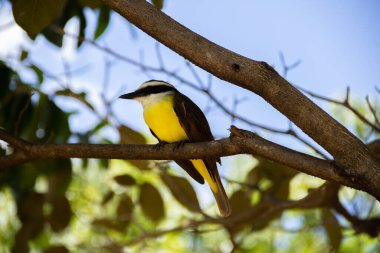 Yapraklı bir ağacın dalına tünemiş bir kuş. Pitangus sülfür.