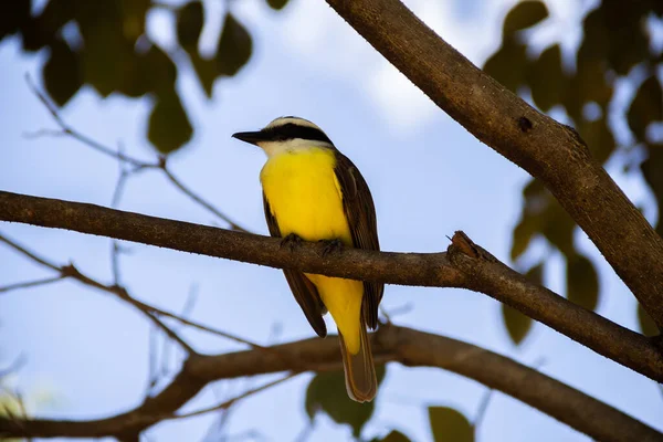 Yapraklı bir ağacın dalına tünemiş bir kuş. Pitangus sülfür.