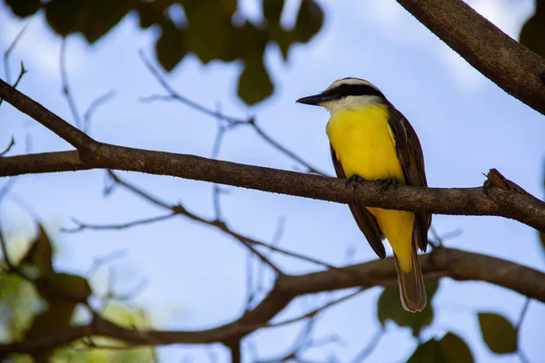 Ein Vogel Hockte Auf Dem Ast Eines Grünen Baumes Pitangus — Stockfoto