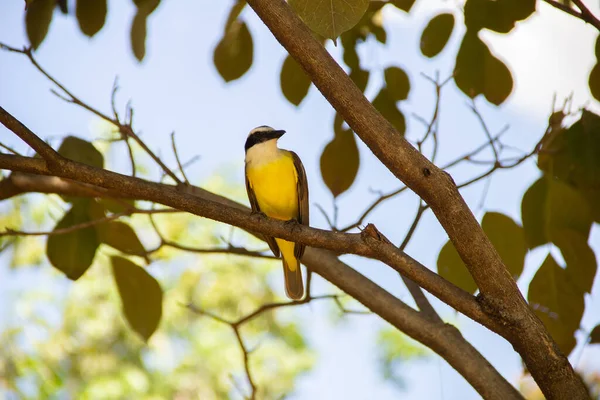Yapraklı bir ağacın dalına tünemiş bir kuş. Pitangus sülfür.