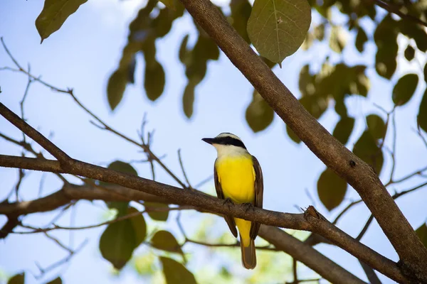 Yapraklı bir ağacın dalına tünemiş bir kuş. Pitangus sülfür.