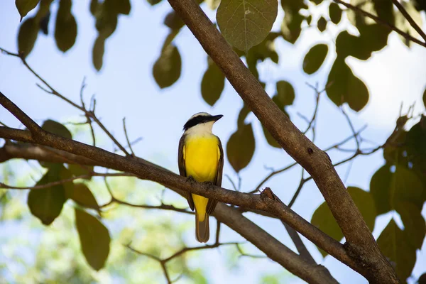 Yapraklı bir ağacın dalına tünemiş bir kuş. Pitangus sülfür.